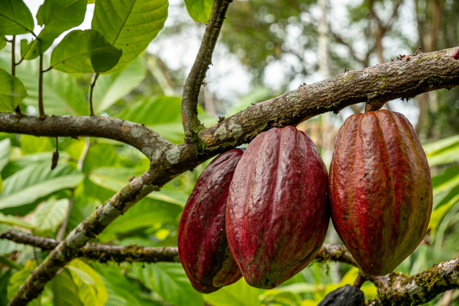 Cacao pods on the tree — the cornerstone crop of DR agroforestry systems