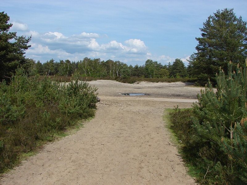 Pale sandy soil on open ground with pine trees