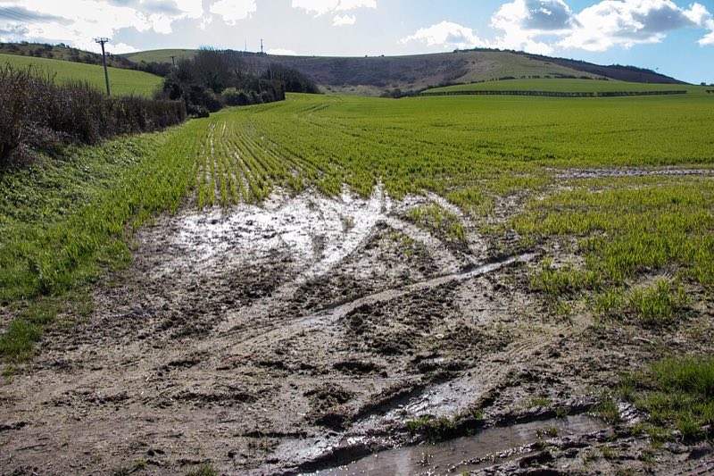 Farm field with standing water and mud among young green crops